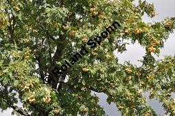 Speierling, Spierling, Sperbe, Sorbus domestica, Rosaceae, Sorbus domestica, Pyrus domestica, Speierling, Spierling, Sperbe, Früchte Kauf von 02983_sorbus_domestica_dsc_0350.jpg