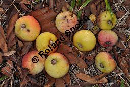 Speierling, Spierling, Sperbe, Sorbus domestica, Rosaceae, Sorbus domestica, Pyrus domestica, Speierling, Spierling, Sperbe, Früchte Kauf von 02983_sorbus_domestica_dsc_0930.jpg