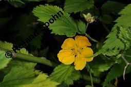 Kerrie, Ranunkelstrauch, Japanisches Goldröschen, Kerria japonica, Kerria japonica, Kerrie, Ranunkelstrauch, Japanisches Goldröschen, Rosaceae, Blühend Kauf von 03041_kerria_japonica_dsc_4441.jpg