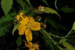 Kerrie, Ranunkelstrauch, Japanisches Goldröschen, Kerria japonica, Kerria japonica, Kerrie, Ranunkelstrauch, Japanisches Goldröschen, Rosaceae, Blühend Kauf von 03041_kerria_japonica_dsc_7547.jpg