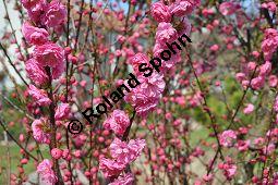 Mandelbäumchen, Prunus triloba, Rosaceae, Prunus triloba, Mandelbäumchen, Blühend Kauf von 03057_prunus_triloba_dsc_3357.jpg