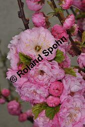 Mandelbäumchen, Prunus triloba, Rosaceae, Prunus triloba, Mandelbäumchen, Blühend Kauf von 03057_prunus_triloba_dsc_3403.jpg