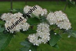 Bastard-Eberesche, Bastard-Mehlbeere, Sorbus hybrida, Sorbus x hybrida, Sorbus x fennica, Sorbus x hybrida, Sorbus hybrida, Sorbus x fennica, Bastard-Eberesche, Bastard-Mehlbeere, Rosaceae, Beblättert Kauf von 03060_sorbus_hybrida_dsc_0798.jpg