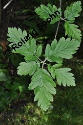 Bastard-Eberesche, Bastard-Mehlbeere, Sorbus hybrida, Sorbus x hybrida, Sorbus x fennica, Sorbus x hybrida, Sorbus hybrida, Sorbus x fennica, Bastard-Eberesche, Bastard-Mehlbeere, Rosaceae, Beblättert Kauf von 03060_sorbus_hybrida_dsc_4416.jpg