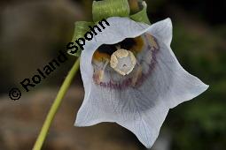 Tang-Chen-Glockenwinde, Codonopsis tangshen, Codonopsis tangshen, Tang-Chen-Glockenwinde, Campanulaceae, Blühend Kauf von 03089_codonopsis_tangshen_dsc_4384.jpg