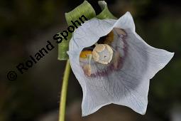 Tang-Chen-Glockenwinde, Codonopsis tangshen, Codonopsis tangshen, Tang-Chen-Glockenwinde, Campanulaceae, Blühend Kauf von 03089_codonopsis_tangshen_dsc_4385.jpg