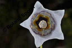 Tang-Chen-Glockenwinde, Codonopsis tangshen, Codonopsis tangshen, Tang-Chen-Glockenwinde, Campanulaceae, Blühend Kauf von 03089_codonopsis_tangshen_dsc_4386.jpg