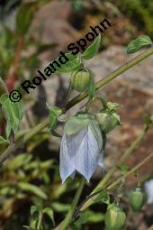 Tang-Chen-Glockenwinde, Codonopsis tangshen, Codonopsis tangshen, Tang-Chen-Glockenwinde, Campanulaceae, Blühend Kauf von 03089_codonopsis_tangshen_dsc_4387.jpg