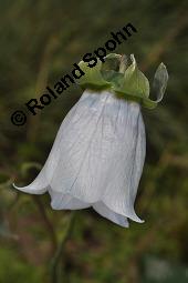 Tang-Chen-Glockenwinde, Codonopsis tangshen, Codonopsis tangshen, Tang-Chen-Glockenwinde, Campanulaceae, Blühend Kauf von 03089_codonopsis_tangshen_dsc_4388.jpg