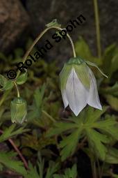 Tang-Chen-Glockenwinde, Codonopsis tangshen, Codonopsis tangshen, Tang-Chen-Glockenwinde, Campanulaceae, Blühend Kauf von 03089_codonopsis_tangshen_dsc_4389.jpg