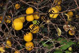 Chinesische Zierquitte, Chinesische Scheinquitte, Chaenomeles speciosa, Chaenomeles lagenaria, Choenomeles speciosa, Choenomeles lagenaria, Cydonia speciosa, Rosaceae, Chaenomeles speciosa, Chaenomeles lagenaria, Choenomeles speciosa, Choenomeles lagenaria, Cydonia speciosa, Chinesische Zierquitte, Chinesische Scheinquitte, fruchtend Kauf von 03144_chaenomeles_speciosa_dsc_0935.jpg