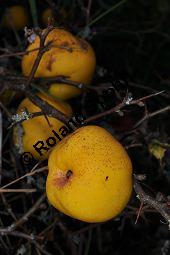 Chinesische Zierquitte, Chinesische Scheinquitte, Chaenomeles speciosa, Chaenomeles lagenaria, Choenomeles speciosa, Choenomeles lagenaria, Cydonia speciosa, Rosaceae, Chaenomeles speciosa, Chaenomeles lagenaria, Choenomeles speciosa, Choenomeles lagenaria, Cydonia speciosa, Chinesische Zierquitte, Chinesische Scheinquitte, fruchtend Kauf von 03144_chaenomeles_speciosa_dsc_0936.jpg