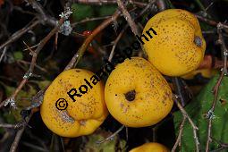 Chinesische Zierquitte, Chinesische Scheinquitte, Chaenomeles speciosa, Chaenomeles lagenaria, Choenomeles speciosa, Choenomeles lagenaria, Cydonia speciosa, Rosaceae, Chaenomeles speciosa, Chaenomeles lagenaria, Choenomeles speciosa, Choenomeles lagenaria, Cydonia speciosa, Chinesische Zierquitte, Chinesische Scheinquitte, fruchtend Kauf von 03144_chaenomeles_speciosa_dsc_0937.jpg