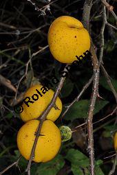 Chinesische Zierquitte, Chinesische Scheinquitte, Chaenomeles speciosa, Chaenomeles lagenaria, Choenomeles speciosa, Choenomeles lagenaria, Cydonia speciosa, Rosaceae, Chaenomeles speciosa, Chaenomeles lagenaria, Choenomeles speciosa, Choenomeles lagenaria, Cydonia speciosa, Chinesische Zierquitte, Chinesische Scheinquitte, fruchtend Kauf von 03144_chaenomeles_speciosa_dsc_0938.jpg