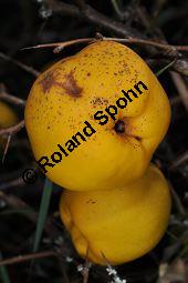 Chinesische Zierquitte, Chinesische Scheinquitte, Chaenomeles speciosa, Chaenomeles lagenaria, Choenomeles speciosa, Choenomeles lagenaria, Cydonia speciosa, Rosaceae, Chaenomeles speciosa, Chaenomeles lagenaria, Choenomeles speciosa, Choenomeles lagenaria, Cydonia speciosa, Chinesische Zierquitte, Chinesische Scheinquitte, fruchtend Kauf von 03144_chaenomeles_speciosa_dsc_0939.jpg