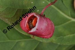 Breitblättriges Pfaffenhütchen, Breitblättriger Spindelstrauch, Euonymus latifolius, Euonymus europaeus ssp. latifolius, Euonymus latifolius, Euonymus europaeus ssp. latifolius, Breitblättriges Pfaffenhütchen, Breitblättriger Spindelstrauch, Celastraceae, Frucht mit Raupe, Früchte mit Raupe von Pfaffenhütchen-Schmalzünsler Nephopterix angustella Kauf von 03181_euonymus_latifolius_dsc_7142.jpg