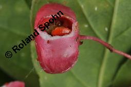 Breitblättriges Pfaffenhütchen, Breitblättriger Spindelstrauch, Euonymus latifolius, Euonymus europaeus ssp. latifolius, Euonymus latifolius, Euonymus europaeus ssp. latifolius, Breitblättriges Pfaffenhütchen, Breitblättriger Spindelstrauch, Celastraceae, Frucht mit Raupe, Früchte mit Raupe von Pfaffenhütchen-Schmalzünsler Nephopterix angustella Kauf von 03181_euonymus_latifolius_dsc_7143.jpg