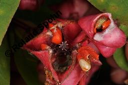 Breitblättriges Pfaffenhütchen, Breitblättriger Spindelstrauch, Euonymus latifolius, Euonymus europaeus ssp. latifolius, Euonymus latifolius, Euonymus europaeus ssp. latifolius, Breitblättriges Pfaffenhütchen, Breitblättriger Spindelstrauch, Celastraceae, Frucht mit Raupe, Früchte mit Raupe von Pfaffenhütchen-Schmalzünsler Nephopterix angustella Kauf von 03181_euonymus_latifolius_dsc_7144.jpg
