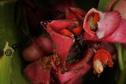 Breitblättriges Pfaffenhütchen, Breitblättriger Spindelstrauch, Euonymus latifolius, Euonymus europaeus ssp. latifolius, Euonymus latifolius, Euonymus europaeus ssp. latifolius, Breitblättriges Pfaffenhütchen, Breitblättriger Spindelstrauch, Celastraceae, Frucht mit Raupe, Früchte mit Raupe von Pfaffenhütchen-Schmalzünsler Nephopterix angustella Kauf von 03181_euonymus_latifolius_dsc_7145.jpg