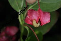 Breitblättriges Pfaffenhütchen, Breitblättriger Spindelstrauch, Euonymus latifolius, Euonymus europaeus ssp. latifolius, Euonymus latifolius, Euonymus europaeus ssp. latifolius, Breitblättriges Pfaffenhütchen, Breitblättriger Spindelstrauch, Celastraceae, Frucht mit Raupe, Früchte mit Raupe von Pfaffenhütchen-Schmalzünsler Nephopterix angustella Kauf von 03181_euonymus_latifolius_dsc_7146.jpg