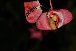 Breitblättriges Pfaffenhütchen, Breitblättriger Spindelstrauch, Euonymus latifolius, Euonymus europaeus ssp. latifolius, Euonymus latifolius, Euonymus europaeus ssp. latifolius, Breitblättriges Pfaffenhütchen, Breitblättriger Spindelstrauch, Celastraceae, Frucht mit Raupe, Früchte mit Raupe von Pfaffenhütchen-Schmalzünsler Nephopterix angustella Kauf von 03181_euonymus_latifolius_dsc_7147.jpg