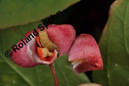 Breitblättriges Pfaffenhütchen, Breitblättriger Spindelstrauch, Euonymus latifolius, Euonymus europaeus ssp. latifolius, Euonymus latifolius, Euonymus europaeus ssp. latifolius, Breitblättriges Pfaffenhütchen, Breitblättriger Spindelstrauch, Celastraceae, Frucht mit Raupe, Früchte mit Raupe von Pfaffenhütchen-Schmalzünsler Nephopterix angustella Kauf von 03181_euonymus_latifolius_dsc_7148.jpg