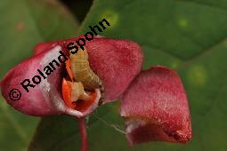 Breitblättriges Pfaffenhütchen, Breitblättriger Spindelstrauch, Euonymus latifolius, Euonymus europaeus ssp. latifolius, Euonymus latifolius, Euonymus europaeus ssp. latifolius, Breitblättriges Pfaffenhütchen, Breitblättriger Spindelstrauch, Celastraceae, Frucht mit Raupe, Früchte mit Raupe von Pfaffenhütchen-Schmalzünsler Nephopterix angustella Kauf von 03181_euonymus_latifolius_dsc_7150.jpg