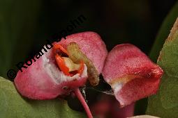 Breitblättriges Pfaffenhütchen, Breitblättriger Spindelstrauch, Euonymus latifolius, Euonymus europaeus ssp. latifolius, Euonymus latifolius, Euonymus europaeus ssp. latifolius, Breitblättriges Pfaffenhütchen, Breitblättriger Spindelstrauch, Celastraceae, Frucht mit Raupe, Früchte mit Raupe von Pfaffenhütchen-Schmalzünsler Nephopterix angustella Kauf von 03181_euonymus_latifolius_dsc_7151.jpg