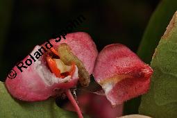 Breitblättriges Pfaffenhütchen, Breitblättriger Spindelstrauch, Euonymus latifolius, Euonymus europaeus ssp. latifolius, Euonymus latifolius, Euonymus europaeus ssp. latifolius, Breitblättriges Pfaffenhütchen, Breitblättriger Spindelstrauch, Celastraceae, Frucht mit Raupe, Früchte mit Raupe von Pfaffenhütchen-Schmalzünsler Nephopterix angustella Kauf von 03181_euonymus_latifolius_dsc_7152.jpg
