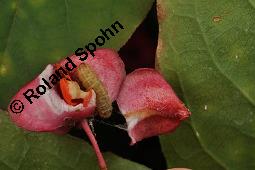Breitblättriges Pfaffenhütchen, Breitblättriger Spindelstrauch, Euonymus latifolius, Euonymus europaeus ssp. latifolius, Euonymus latifolius, Euonymus europaeus ssp. latifolius, Breitblättriges Pfaffenhütchen, Breitblättriger Spindelstrauch, Celastraceae, Frucht mit Raupe, Früchte mit Raupe von Pfaffenhütchen-Schmalzünsler Nephopterix angustella Kauf von 03181_euonymus_latifolius_dsc_7153.jpg
