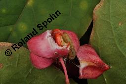 Breitblättriges Pfaffenhütchen, Breitblättriger Spindelstrauch, Euonymus latifolius, Euonymus europaeus ssp. latifolius, Euonymus latifolius, Euonymus europaeus ssp. latifolius, Breitblättriges Pfaffenhütchen, Breitblättriger Spindelstrauch, Celastraceae, Frucht mit Raupe, Früchte mit Raupe von Pfaffenhütchen-Schmalzünsler Nephopterix angustella Kauf von 03181_euonymus_latifolius_dsc_7154.jpg