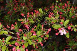 Vielblütiger Apfel, Vielblütiger Zier-Apfel, Malus floribunda, Rosaceae, Malus floribunda, Vielblütiger Apfel, Vielblütiger Zier-Apfel, Blütenknospen Kauf von 03182_malus_floribunda_dsc_3515.jpg