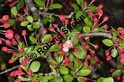 Vielblütiger Apfel, Vielblütiger Zier-Apfel, Malus floribunda, Rosaceae, Malus floribunda, Vielblütiger Apfel, Vielblütiger Zier-Apfel, Blütenknospen Kauf von 03182_malus_floribunda_dsc_3516.jpg
