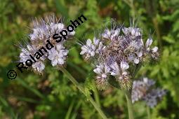 Rainfarnblättriges Büschelschön, Borstiger Bienenfreund, Phacelia tanacetifolia, Phacelia congesta, Phacelia tanacetifolia, Phacelia congesta, Rainfarnblättriges Büschelschön, Borstiger Bienenfreund, Hydrophyllaceae, Blühend mit Biene, mit Honigbiene, Apis mellifica, Apis mellifera Kauf von 03197_phacelia_tanacetifolia_dsc_4944.jpg