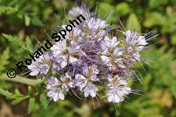 Rainfarnblättriges Büschelschön, Borstiger Bienenfreund, Phacelia tanacetifolia, Phacelia congesta, Phacelia tanacetifolia, Phacelia congesta, Rainfarnblättriges Büschelschön, Borstiger Bienenfreund, Hydrophyllaceae, Blühend mit Biene, mit Honigbiene, Apis mellifica, Apis mellifera Kauf von 03197_phacelia_tanacetifolia_dsc_4945.jpg