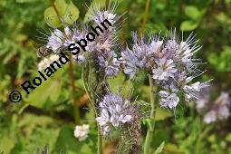 Rainfarnblättriges Büschelschön, Borstiger Bienenfreund, Phacelia tanacetifolia, Phacelia congesta, Phacelia tanacetifolia, Phacelia congesta, Rainfarnblättriges Büschelschön, Borstiger Bienenfreund, Hydrophyllaceae, Blühend mit Biene, mit Honigbiene, Apis mellifica, Apis mellifera Kauf von 03197_phacelia_tanacetifolia_dsc_4946.jpg