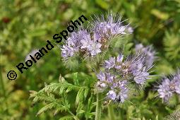 Rainfarnblättriges Büschelschön, Borstiger Bienenfreund, Phacelia tanacetifolia, Phacelia congesta, Phacelia tanacetifolia, Phacelia congesta, Rainfarnblättriges Büschelschön, Borstiger Bienenfreund, Hydrophyllaceae, Blühend mit Biene, mit Honigbiene, Apis mellifica, Apis mellifera Kauf von 03197_phacelia_tanacetifolia_dsc_4947.jpg