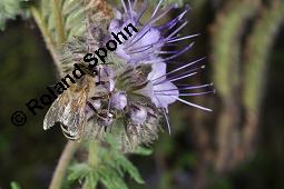 Rainfarnblättriges Büschelschön, Borstiger Bienenfreund, Phacelia tanacetifolia, Phacelia congesta, Phacelia tanacetifolia, Phacelia congesta, Rainfarnblättriges Büschelschön, Borstiger Bienenfreund, Hydrophyllaceae, Blühend mit Biene, mit Honigbiene, Apis mellifica, Apis mellifera Kauf von 03197_phacelia_tanacetifolia_dsc_6363.jpg