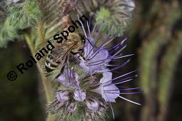 Rainfarnblättriges Büschelschön, Borstiger Bienenfreund, Phacelia tanacetifolia, Phacelia congesta, Phacelia tanacetifolia, Phacelia congesta, Rainfarnblättriges Büschelschön, Borstiger Bienenfreund, Hydrophyllaceae, Blühend mit Biene, mit Honigbiene, Apis mellifica, Apis mellifera Kauf von 03197_phacelia_tanacetifolia_dsc_6364.jpg