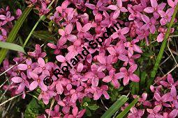 Rosmarin-Seidelbast, Flaumiger Seidelbast, Heideröschen, Reckhölderle, Fluhröschen, Daphne cneorum, Thymelaeaceae, Daphne cneorum, Rosmarin-Seidelbast, Heideröschen, Flaumiger Seidelbast, Fluröschen, Reckhölderle, Blühend Kauf von 03217_daphne_cneorum_dsc_3529.jpg