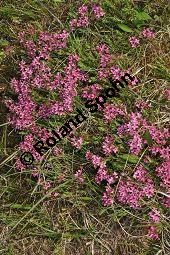 Rosmarin-Seidelbast, Flaumiger Seidelbast, Heideröschen, Reckhölderle, Fluhröschen, Daphne cneorum, Thymelaeaceae, Daphne cneorum, Rosmarin-Seidelbast, Heideröschen, Flaumiger Seidelbast, Fluröschen, Reckhölderle, Blühend Kauf von 03217_daphne_cneorum_dsc_3530.jpg