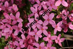 Rosmarin-Seidelbast, Flaumiger Seidelbast, Heideröschen, Reckhölderle, Fluhröschen, Daphne cneorum, Thymelaeaceae, Daphne cneorum, Rosmarin-Seidelbast, Heideröschen, Flaumiger Seidelbast, Fluröschen, Reckhölderle, Blühend Kauf von 03217_daphne_cneorum_dsc_3531.jpg