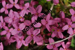 Rosmarin-Seidelbast, Flaumiger Seidelbast, Heideröschen, Reckhölderle, Fluhröschen, Daphne cneorum, Thymelaeaceae, Daphne cneorum, Rosmarin-Seidelbast, Heideröschen, Flaumiger Seidelbast, Fluröschen, Reckhölderle, Blühend Kauf von 03217_daphne_cneorum_dsc_3532.jpg