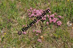 Rosmarin-Seidelbast, Flaumiger Seidelbast, Heideröschen, Reckhölderle, Fluhröschen, Daphne cneorum, Thymelaeaceae, Daphne cneorum, Rosmarin-Seidelbast, Heideröschen, Flaumiger Seidelbast, Fluröschen, Reckhölderle, Blühend Kauf von 03217_daphne_cneorum_dsc_3536.jpg