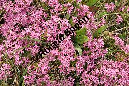 Rosmarin-Seidelbast, Flaumiger Seidelbast, Heideröschen, Reckhölderle, Fluhröschen, Daphne cneorum, Thymelaeaceae, Daphne cneorum, Rosmarin-Seidelbast, Heideröschen, Flaumiger Seidelbast, Fluröschen, Reckhölderle, Blühend Kauf von 03217_daphne_cneorum_dsc_3573.jpg