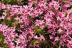 Rosmarin-Seidelbast, Flaumiger Seidelbast, Heideröschen, Reckhölderle, Fluhröschen, Daphne cneorum, Thymelaeaceae, Daphne cneorum, Rosmarin-Seidelbast, Heideröschen, Flaumiger Seidelbast, Fluröschen, Reckhölderle, Blühend Kauf von 03217_daphne_cneorum_dsc_3574.jpg