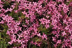 Rosmarin-Seidelbast, Flaumiger Seidelbast, Heideröschen, Reckhölderle, Fluhröschen, Daphne cneorum, Thymelaeaceae, Daphne cneorum, Rosmarin-Seidelbast, Heideröschen, Flaumiger Seidelbast, Fluröschen, Reckhölderle, Blühend Kauf von 03217_daphne_cneorum_dsc_3575.jpg