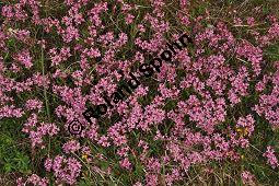 Rosmarin-Seidelbast, Flaumiger Seidelbast, Heideröschen, Reckhölderle, Fluhröschen, Daphne cneorum, Thymelaeaceae, Daphne cneorum, Rosmarin-Seidelbast, Heideröschen, Flaumiger Seidelbast, Fluröschen, Reckhölderle, Blühend Kauf von 03217_daphne_cneorum_dsc_3576.jpg