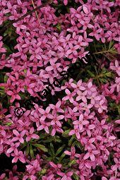 Rosmarin-Seidelbast, Flaumiger Seidelbast, Heideröschen, Reckhölderle, Fluhröschen, Daphne cneorum, Thymelaeaceae, Daphne cneorum, Rosmarin-Seidelbast, Heideröschen, Flaumiger Seidelbast, Fluröschen, Reckhölderle, Blühend Kauf von 03217_daphne_cneorum_dsc_3577.jpg