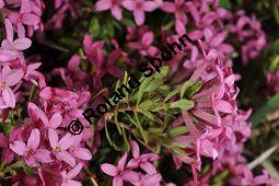 Rosmarin-Seidelbast, Flaumiger Seidelbast, Heideröschen, Reckhölderle, Fluhröschen, Daphne cneorum, Thymelaeaceae, Daphne cneorum, Rosmarin-Seidelbast, Heideröschen, Flaumiger Seidelbast, Fluröschen, Reckhölderle, Blühend Kauf von 03217_daphne_cneorum_dsc_3578.jpg